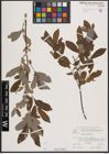 Foto von Salix cinerea L.